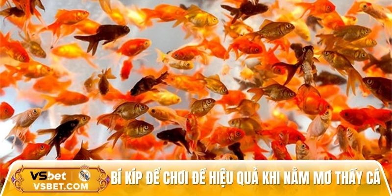 Kinh nghiệm chơi đề đỉnh cao từ cao thủ cá cược chuyên nghiệp