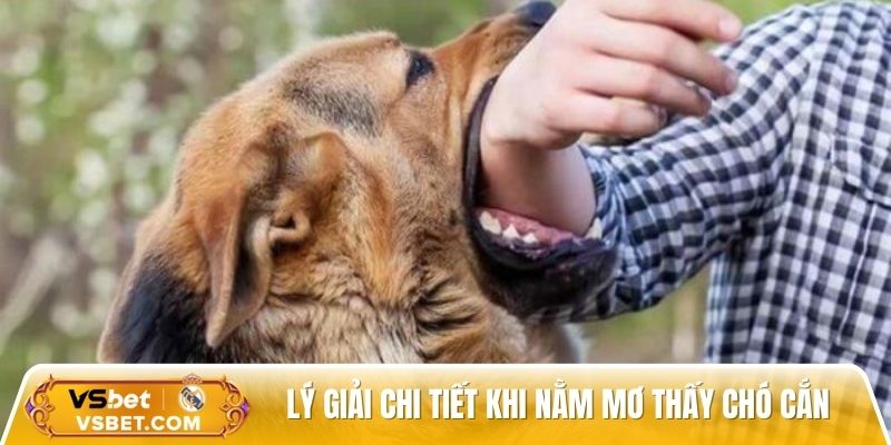 Lý giải chi tiết từng trường hợp khi nằm mơ thấy chó cắn